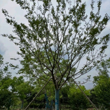 25公分朴树公园景区街道绿化植物基地供应规格齐全