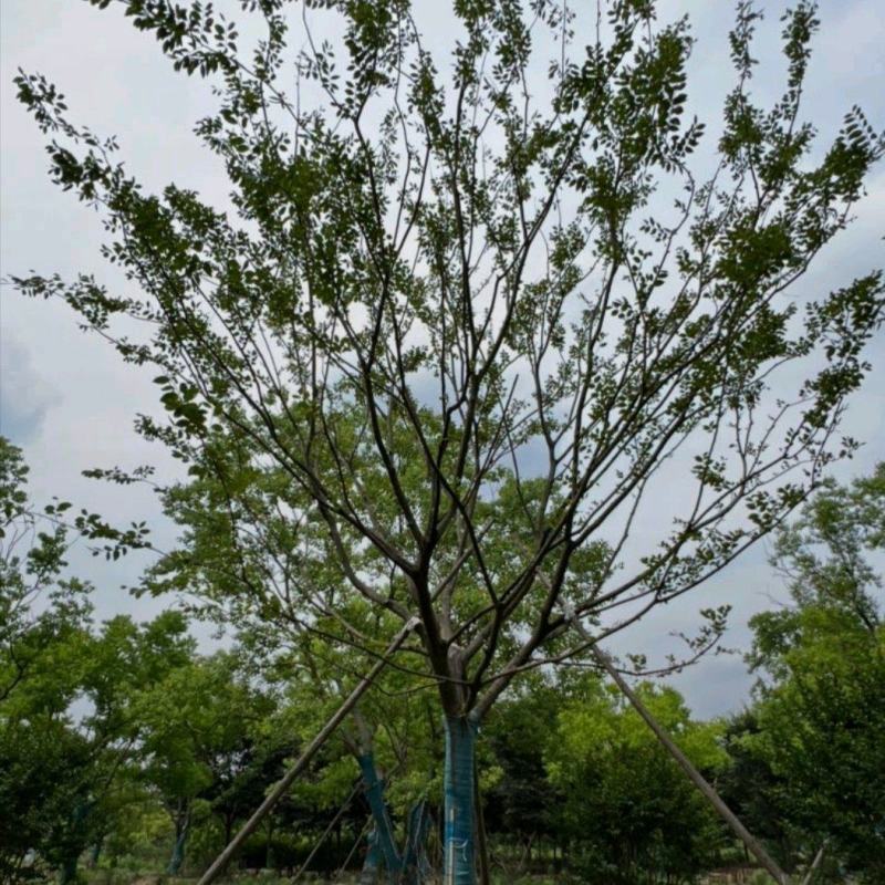 25公分朴树公园景区街道绿化植物基地供应规格齐全