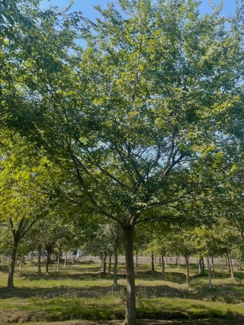 25公分朴树公园景区街道绿化植物基地供应规格齐全
