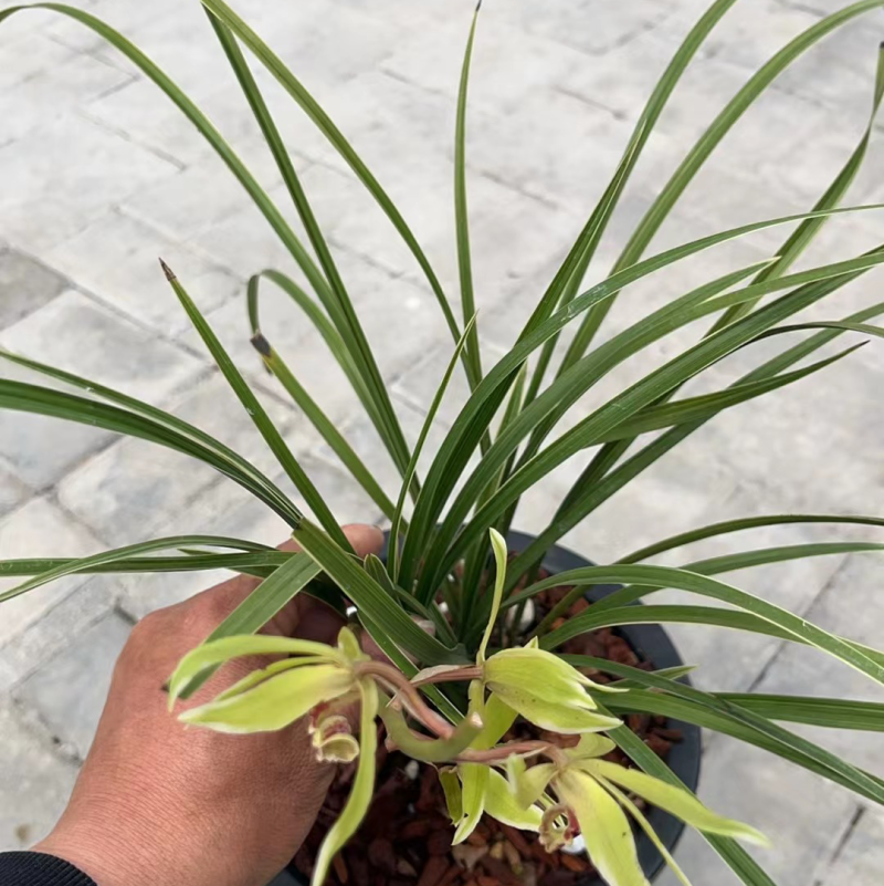 【精品】惠边兰草自种兰草带土发货易成活提供技术指导
