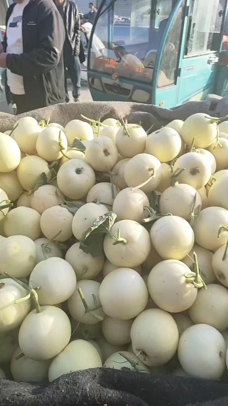 白沙密甜瓜大量上市甜度高耐运输保质保量代发全国