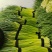 河南省临颍县，蒜苔大量上市