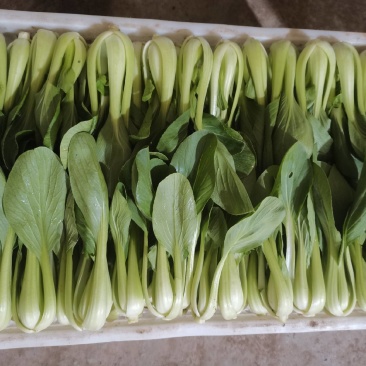 山东泰安精品油菜