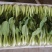山东泰安精品油菜