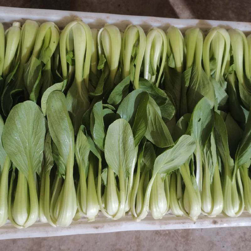 山东泰安精品油菜