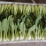 山东泰安精品油菜