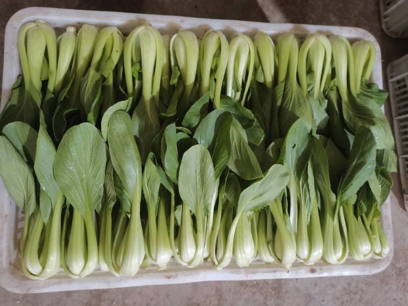 山东泰安精品油菜