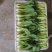 山东泰安精品油菜