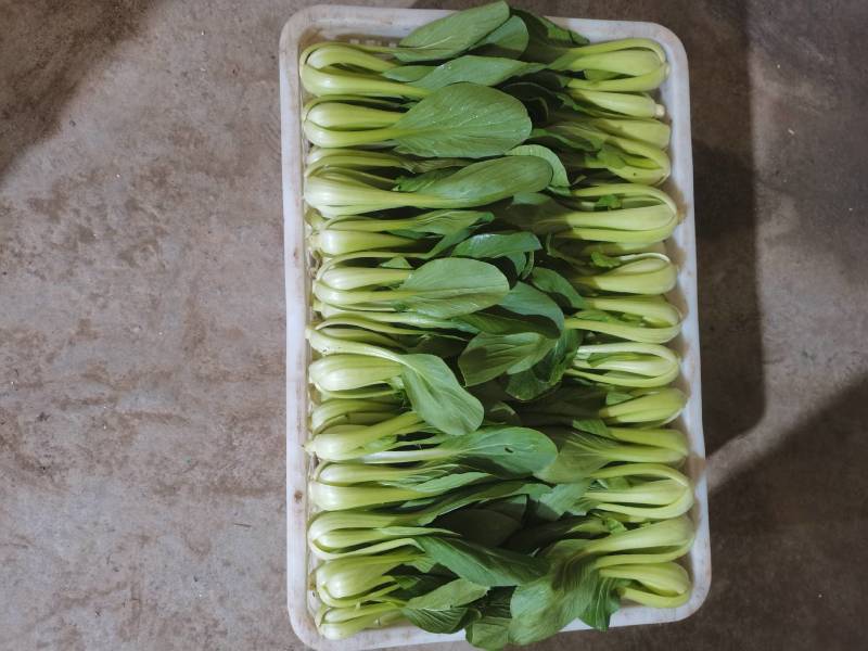 山东泰安精品油菜