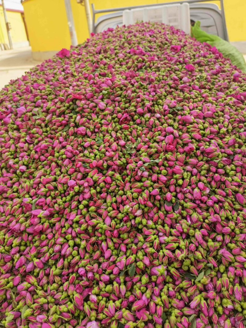 苦水玫瑰花蕾《亳州》无硫品质保证常年批发厂家直供