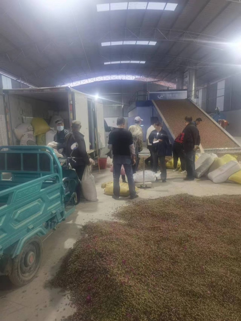 苦水玫瑰花蕾《亳州》无硫品质保证常年批发厂家直供