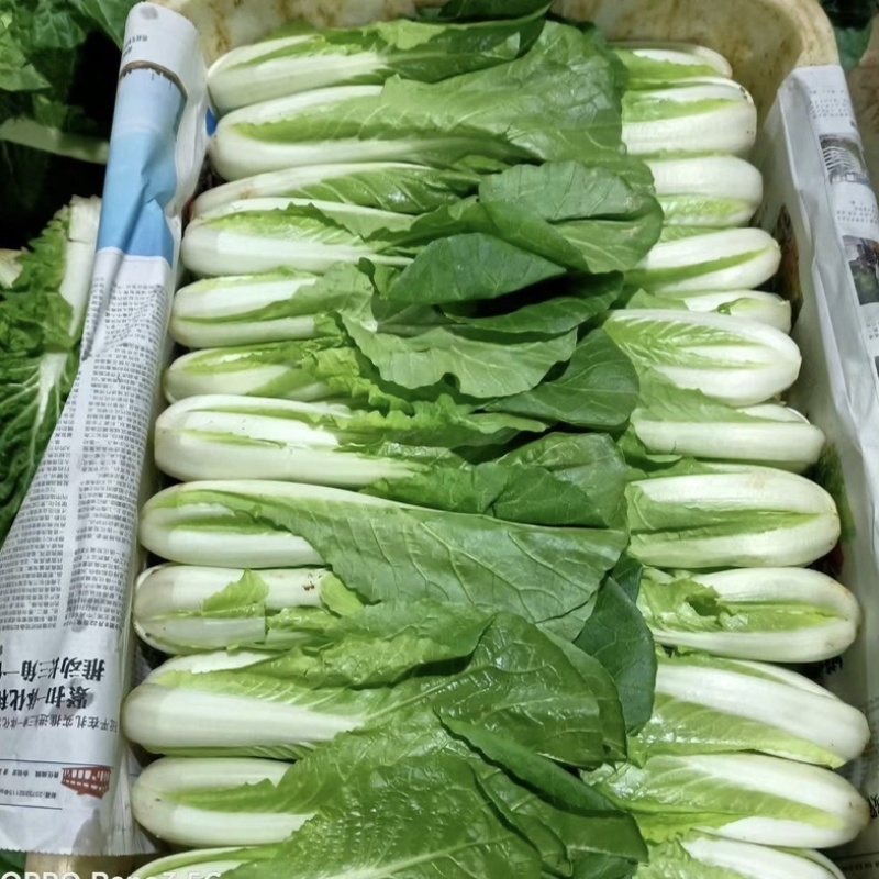 精品小白菜湖北孝感货量充足品质有保障欢迎来电咨询