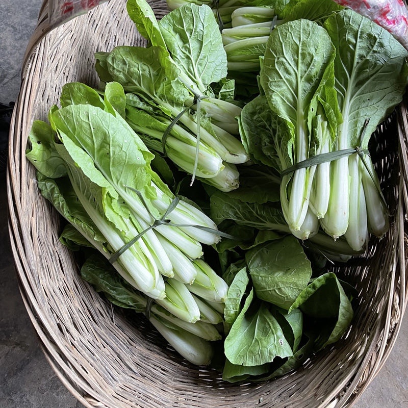 精品小白菜湖北孝感货量充足品质有保障欢迎来电咨询