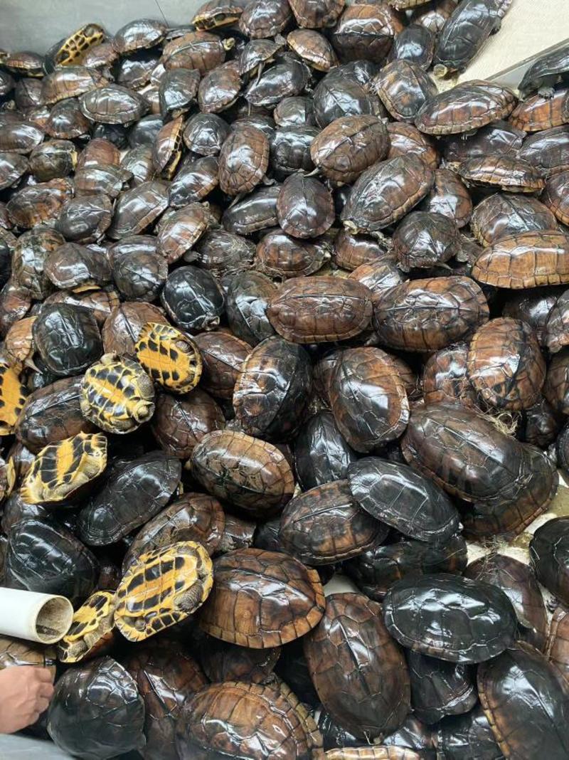 广东茂名石金钱龟供应养殖场直发，量大从优，可视频验货