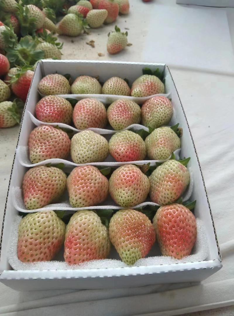 蒙特瑞草莓草莓优质草莓供应产地直发口感超好量大欢迎来电
