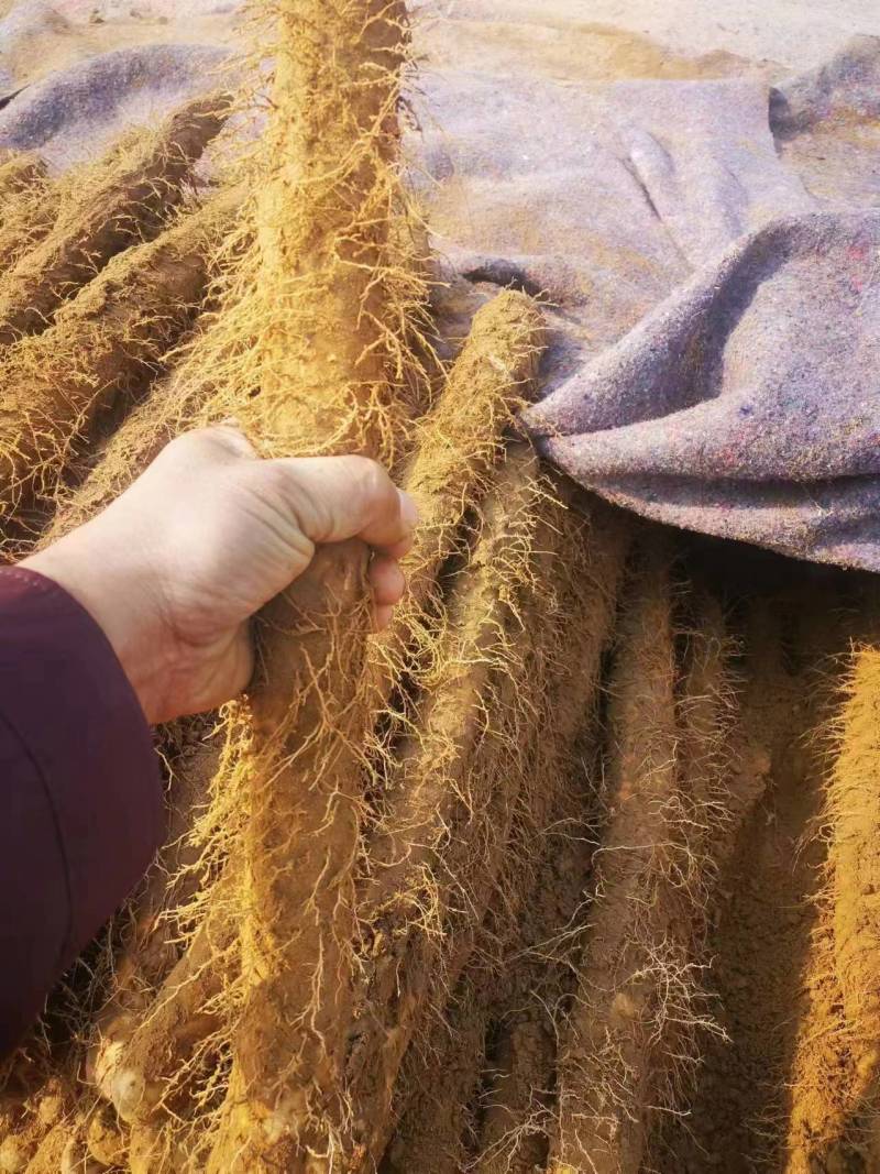 麻山药《广东》现货供应常年批发全国发货欢迎来电