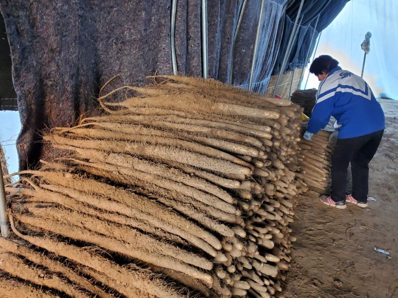 麻山药《河北保定蠡县》现货供应全国发货欢迎来电