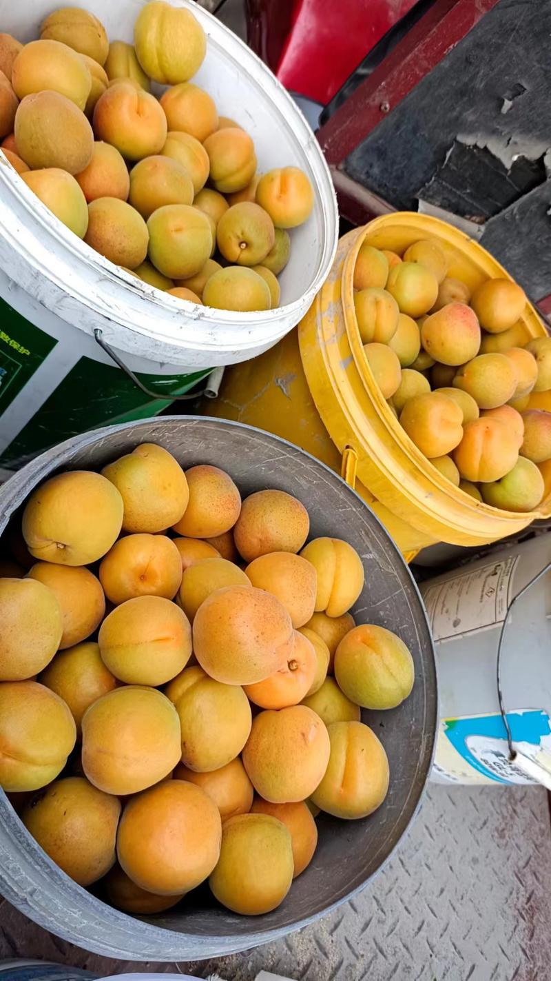 蜜杏，太行山蜜杏，金太阳杏，凯特杏大量上市，一件代发