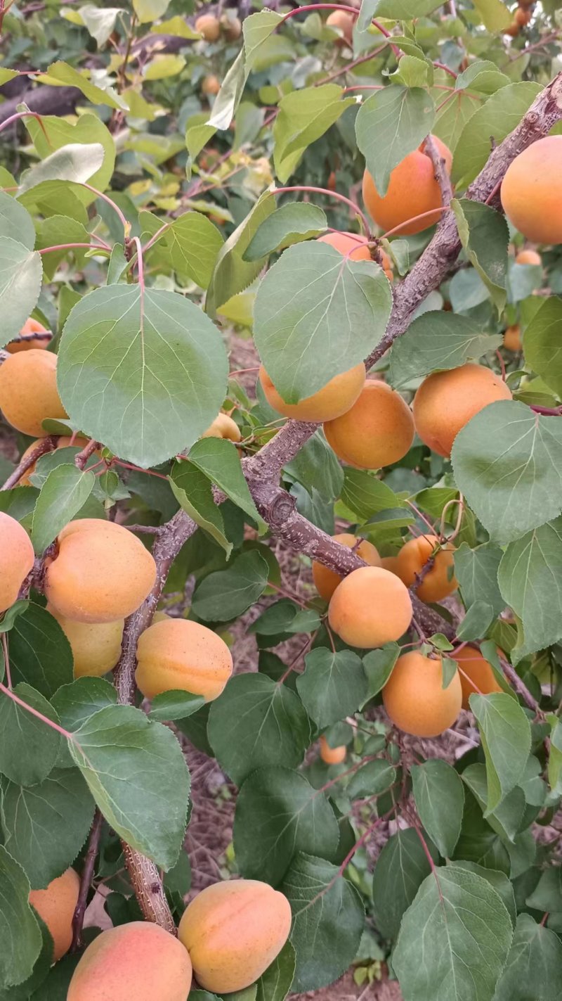 蜜杏，太行山蜜杏，金太阳杏，凯特杏大量上市，一件代发