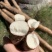 铁棍山药《河北》现货供应中常年批发可全国发货