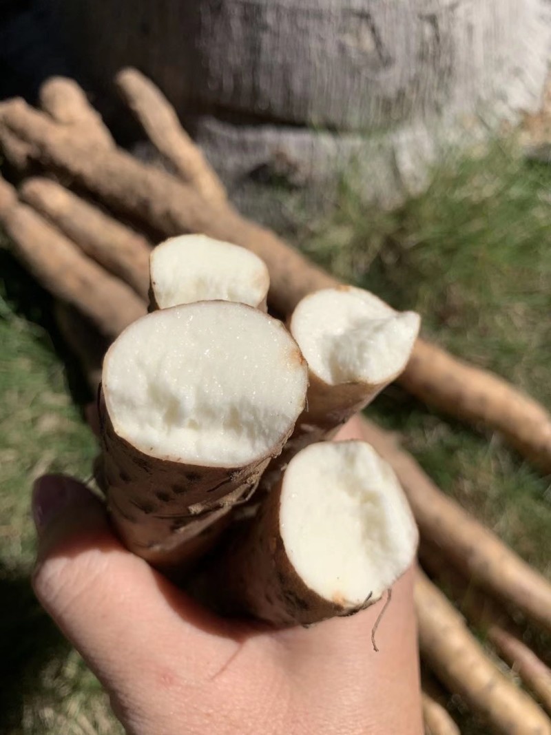 铁棍山药《河北》现货供应中常年批发可全国发货