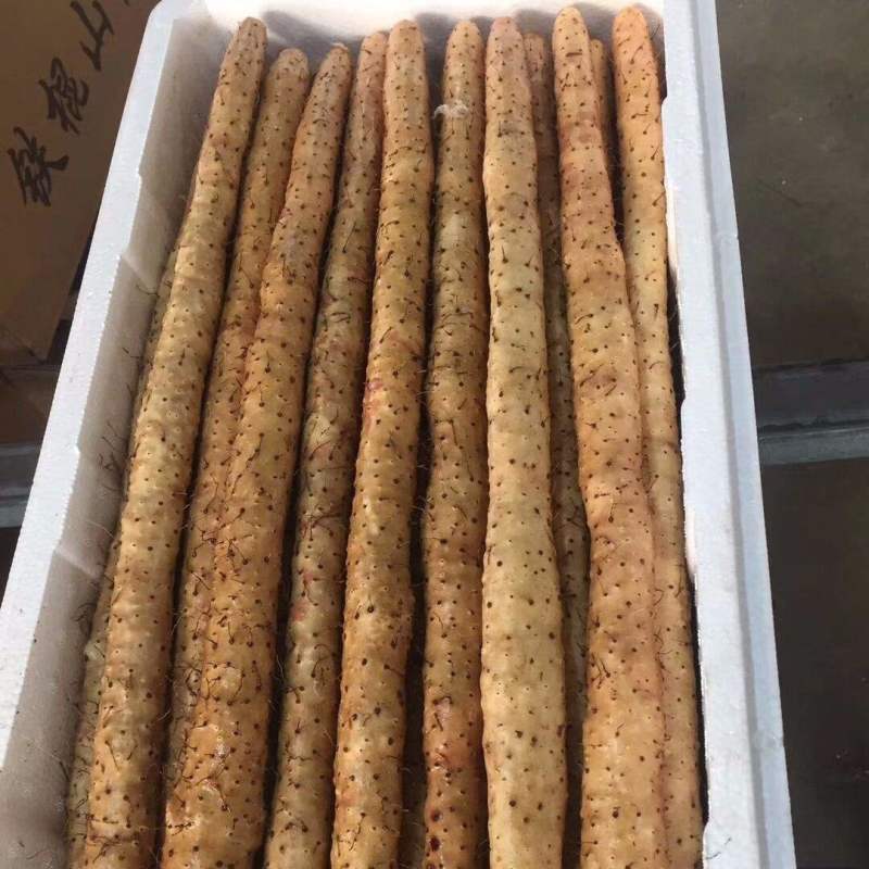 铁棍山药《河北》现货供应中常年批发可全国发货