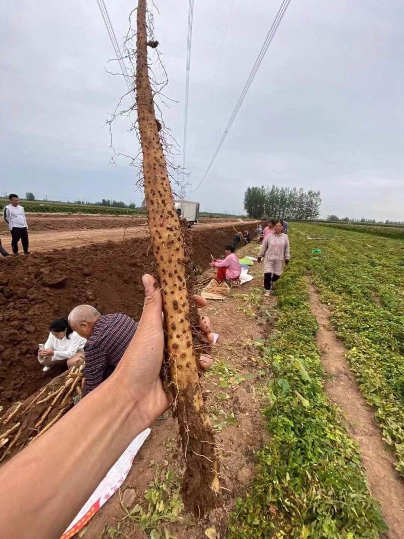 铁棍山药《河北》现货供应中常年批发可全国发货