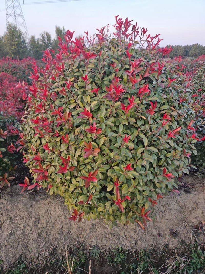 【推荐】江苏石楠树红叶石楠球品质好一手货源长期供货