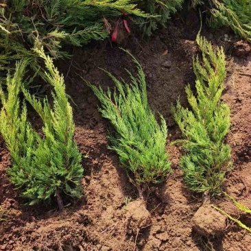 【推荐】龙柏大量供货基地直发一手货源欢迎老板联系