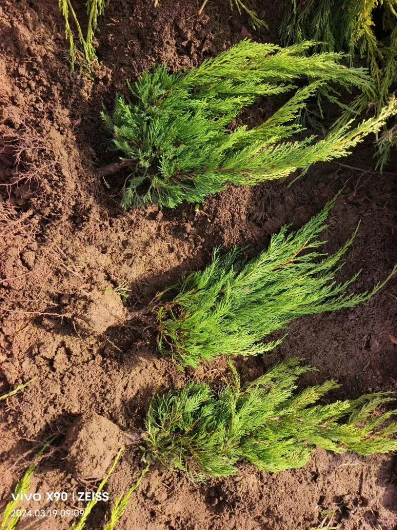 【推荐】龙柏大量供货基地直发一手货源欢迎老板联系