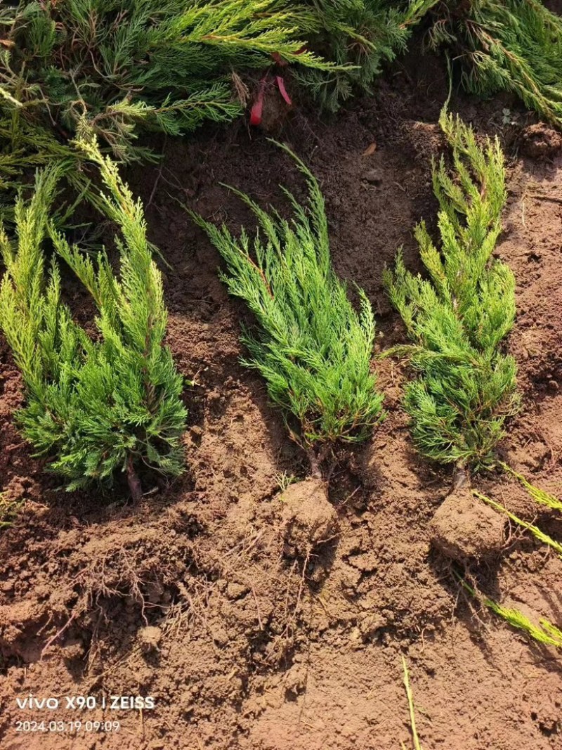 【推荐】龙柏大量供货基地直发一手货源欢迎老板联系