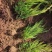【推荐】龙柏大量供货基地直发一手货源欢迎老板联系