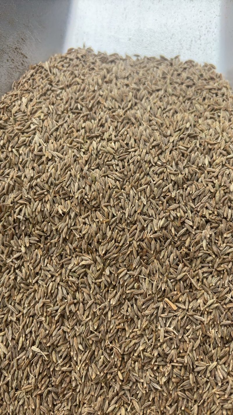 【烧烤料】河南孜然烧烤撒料秘制烧烤料对接全国视频看货