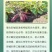 21%氯化胆碱萘乙酸膨大剂红薯马铃薯花生地下根茎蒜头生长