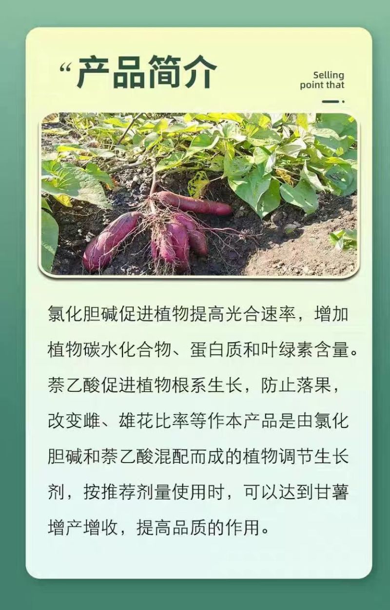 21%氯化胆碱萘乙酸膨大剂红薯马铃薯花生地下根茎蒜头生长
