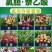 21%氯化胆碱萘乙酸膨大剂红薯马铃薯花生地下根茎蒜头生长