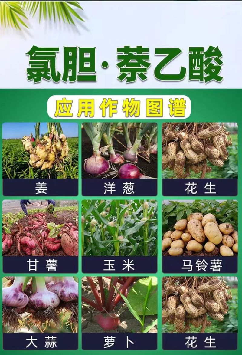 21%氯化胆碱萘乙酸膨大剂红薯马铃薯花生地下根茎蒜头生长