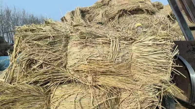 治沙草酒厂草长度60公分以上，无霉变。