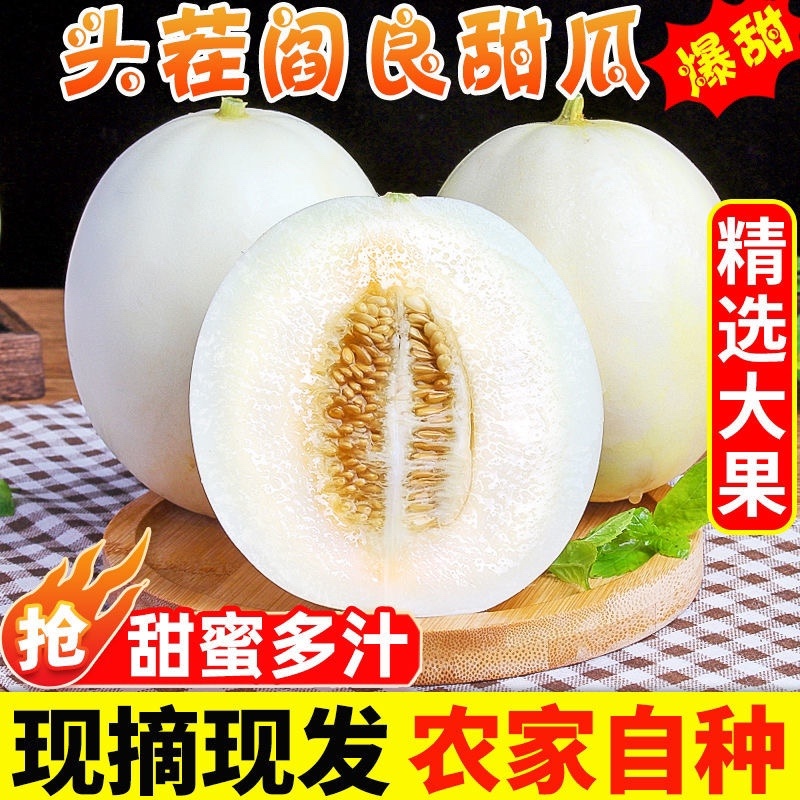 陕西阎良小籽甜瓜，2024年头茬新鲜采摘香甜多汁