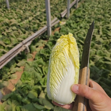 内黄精品娃娃菜