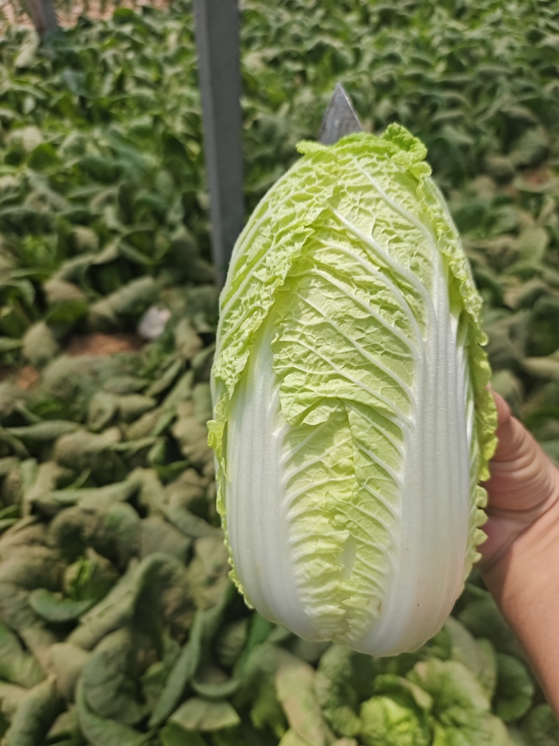内黄精品娃娃菜