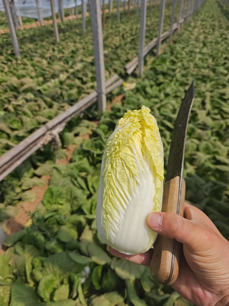 内黄精品娃娃菜