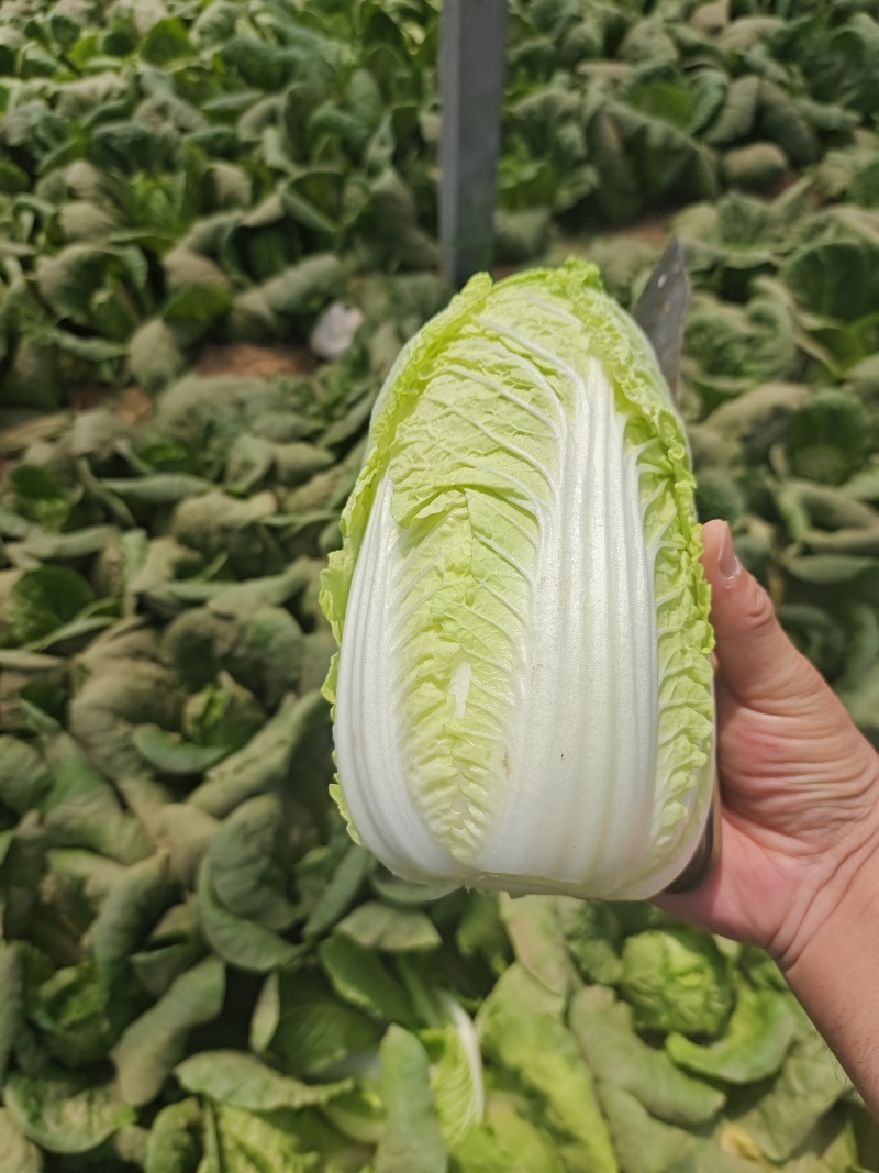 内黄精品娃娃菜