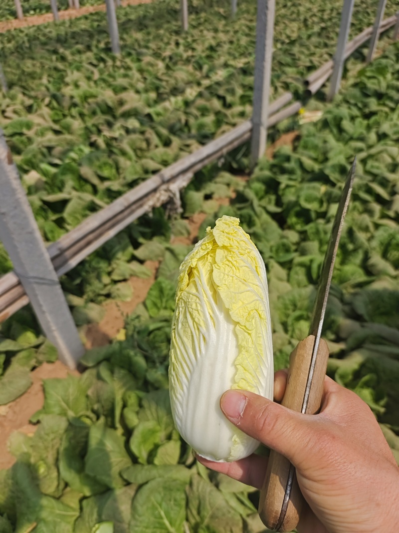 内黄精品娃娃菜