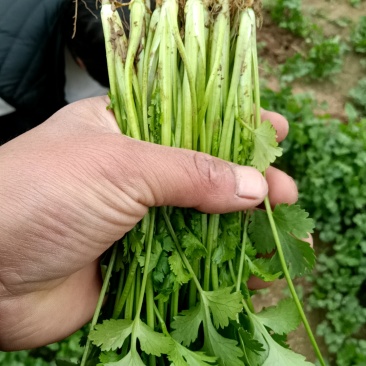 精品露天香菜大量上市有现货