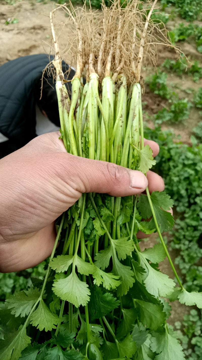 精品露天香菜大量上市有现货