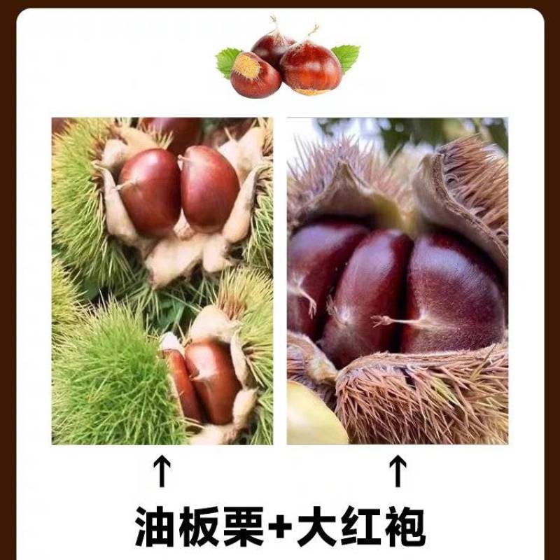 板栗苗袋苗裸根现挖现发个头大产量高货源充足
