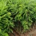 板栗苗袋苗裸根现挖现发个头大产量高货源充足