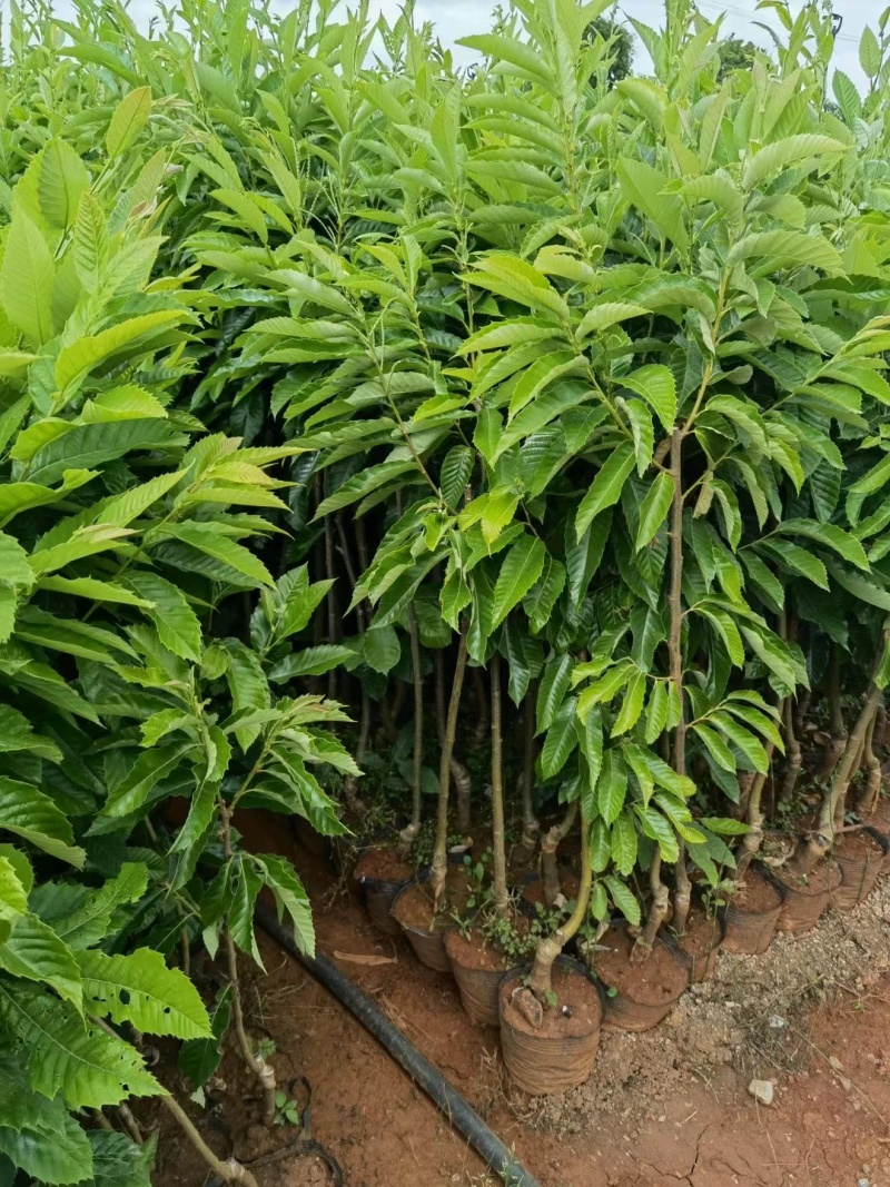 板栗苗袋苗裸根现挖现发个头大产量高货源充足
