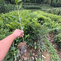 板栗苗袋苗裸根现挖现发个头大产量高货源充足